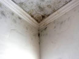 Best Commercial Mold Inspection in USA